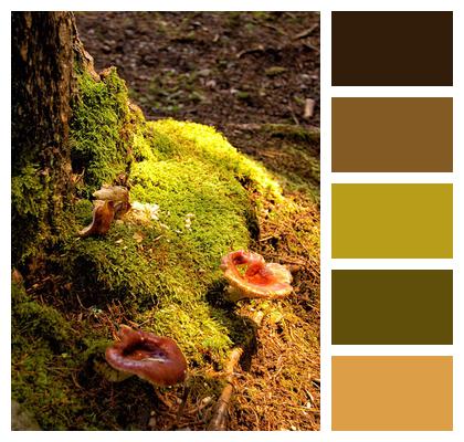 Forest Floor Mushrooms Forest Image